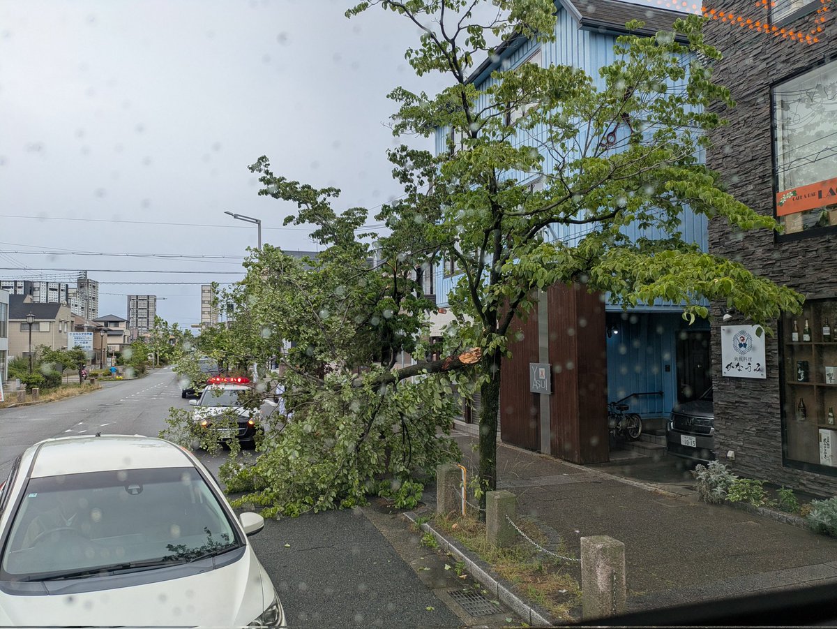 kiyo_oku3's tweet photo. 出勤途上の地元台風被害。ハナミズキの枝が折れ、片側車線塞いでいました。 https://t.co/lFqNl3RmzB