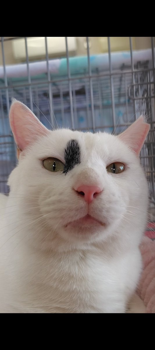 里親様募集中🥰ぽーちゃん🤍 #猫 #保護猫 #保護猫と暮らす #保護猫を家族に