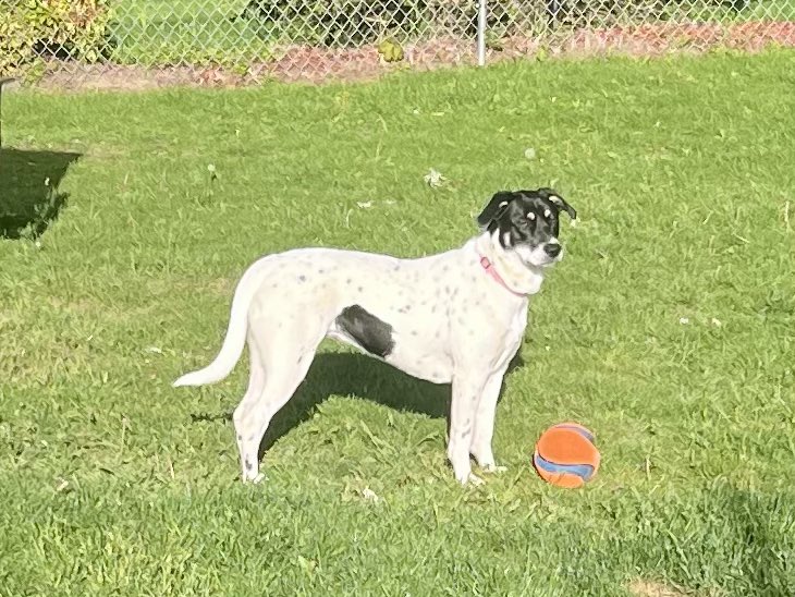 sixtaters's tweet photo. Was a beautiful day today supposed to be even nicer tomorrow, Scrappy and Luna are loving it 😍 🐾☀️
#adoptdontshop #bassethound 
#mixedbreeddog https://t.co/FvKg7fkGsA