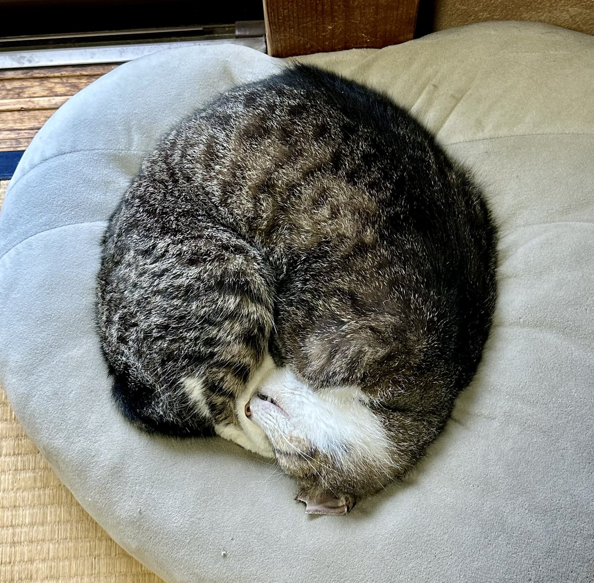 10zibutton's tweet photo. 雨が激しい朝、ゴハンの後は家の中でお休みです。
よくもまぁ、こんなに丸くなれるもんだなぁ。
#猫と暮らす生活 https://t.co/pMfegwZ5Bx