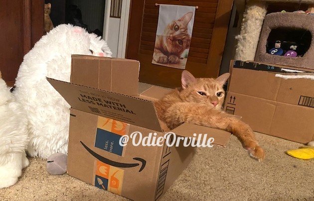 OdieOrville's tweet photo. Happy Tuesday, friends! 😺👋 

I am running so far behind today! 🙀 Maybe I shouldn't have lounged in this box all day. 😹 How was your day? https://t.co/THGWs2qNqC