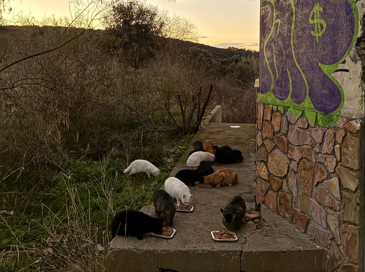 afelinaroman's tweet photo. Necesitamos que este tuit llegue a mucha gente para que a los michis les lleguen muchas de estas cositas que necesitamos. 
Os dejamos una nota para que sepáis quién necesita cada cosa por si podéis echarnos una súper pata 🥺 
La necesitamos de verdad❤️‍🩹❤️‍🩹
https://t.co/hVBq8sIwWZ https://t.co/JHsQsGGRYN