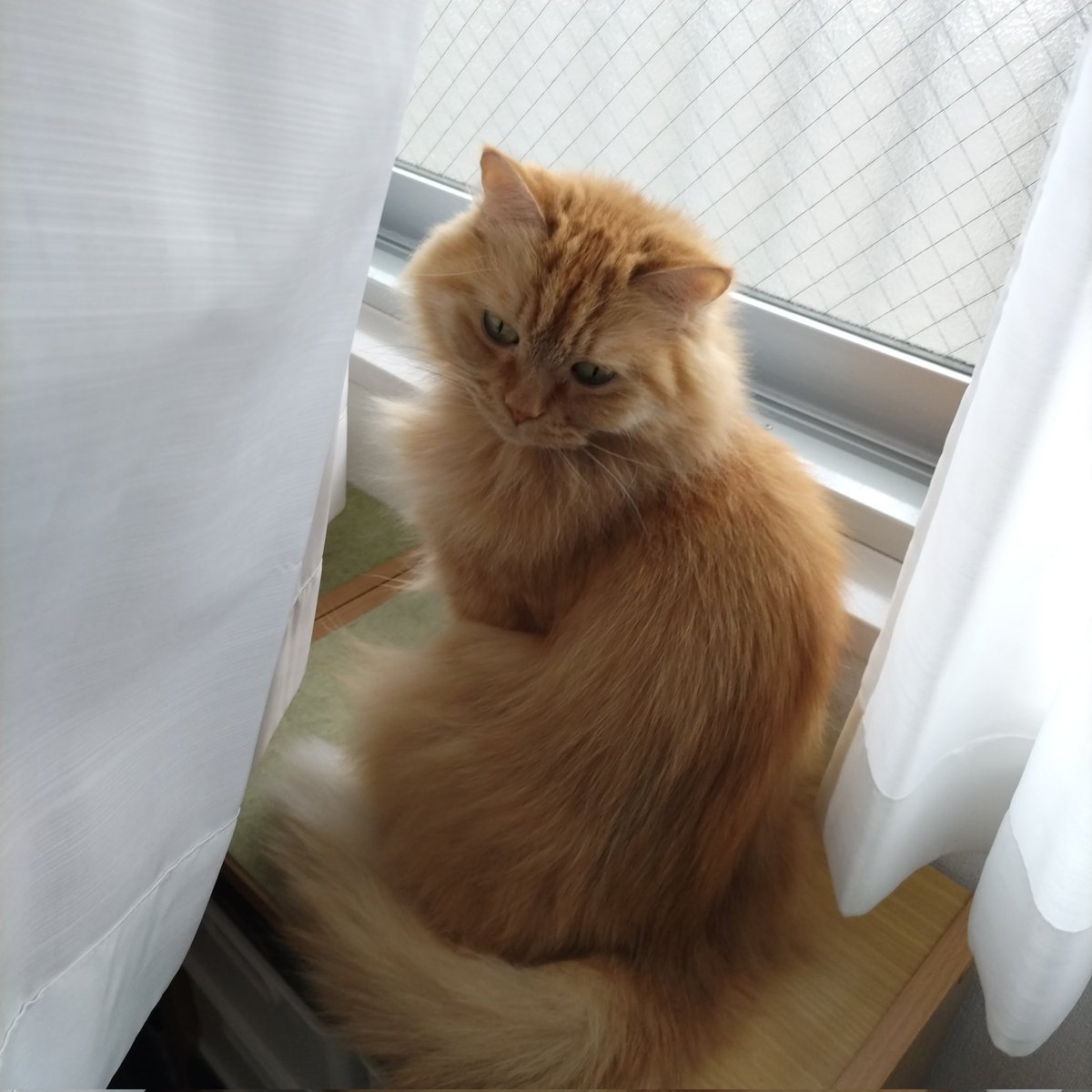 SunnyColorLabel's tweet photo. おはよー🌀
じゃーじゃー
びょーびょー
窓、開けてもらえない
つまんないわー

#猫 #メインクーン 
#猫がいる暮らし 
#猫のいる暮らし 
#もふもふ #モフモフ https://t.co/iy2VZ8vNV2