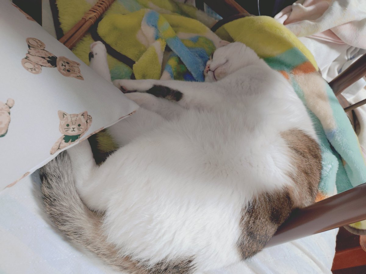 ohpom04's tweet photo. OHはぽん！
リビングで寝落ちして起きたら
寝てた〜😹 https://t.co/4u6kDwlaGW