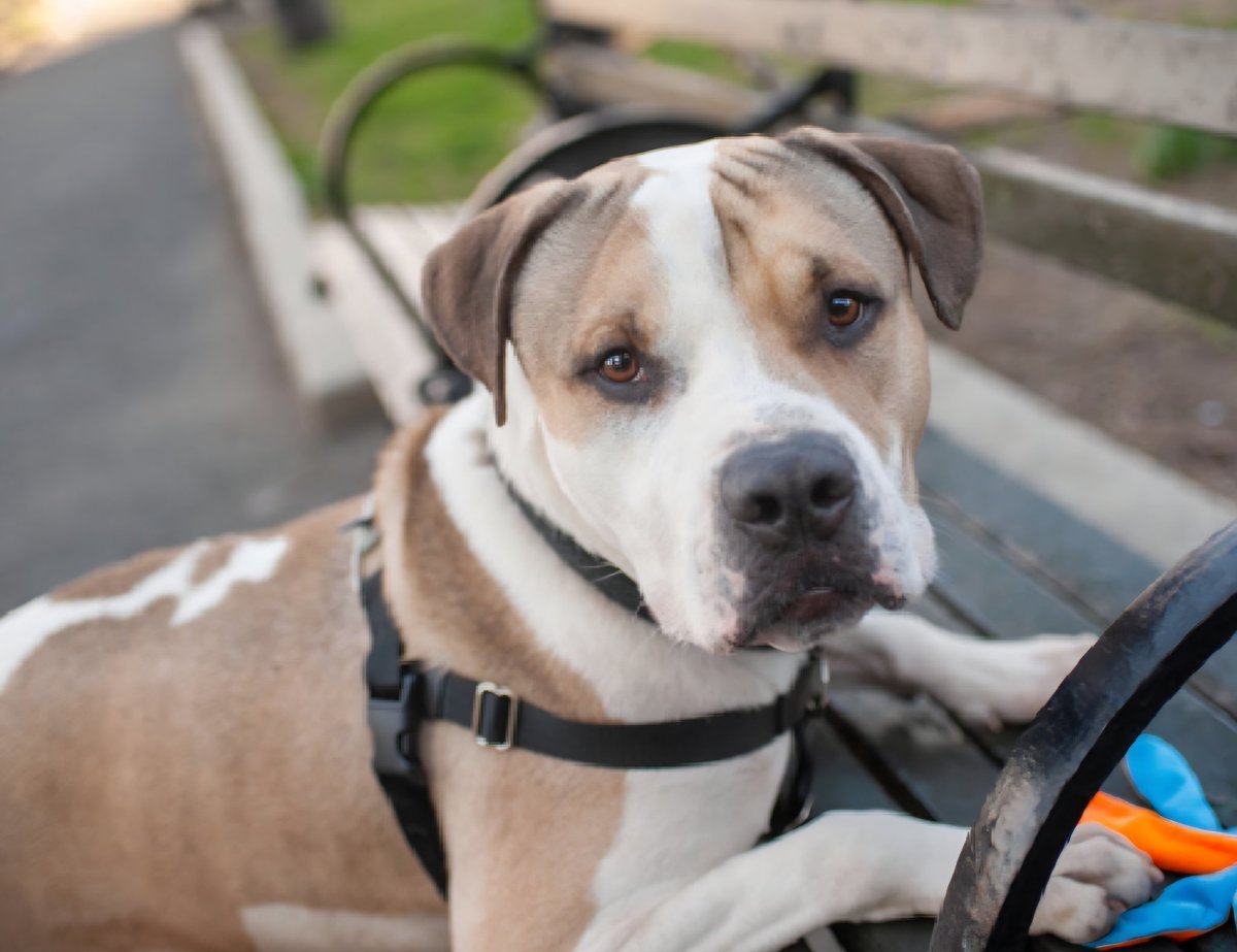 MorgFairsdogs's tweet photo. Big Foot 249362
Relisted TBK 6/4
#NYCACC #RescueOnly 
An adorable 5 yr old boy
Very social with staff
Easy on walks with staff
Returned by adopter 4 being reactive on leash to people
Calm & gentle in prev foster home
Save Big Foot!
https://t.co/XmXX6Owapb
#Pledge4Rescue #foster #adopt