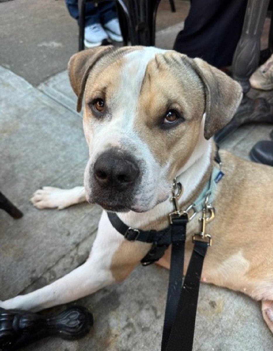 MorgFairsdogs's tweet photo. Big Foot 249362
Relisted TBK 6/4
#NYCACC #RescueOnly 
An adorable 5 yr old boy
Very social with staff
Easy on walks with staff
Returned by adopter 4 being reactive on leash to people
Calm & gentle in prev foster home
Save Big Foot!
https://t.co/XmXX6Owapb
#Pledge4Rescue #foster #adopt