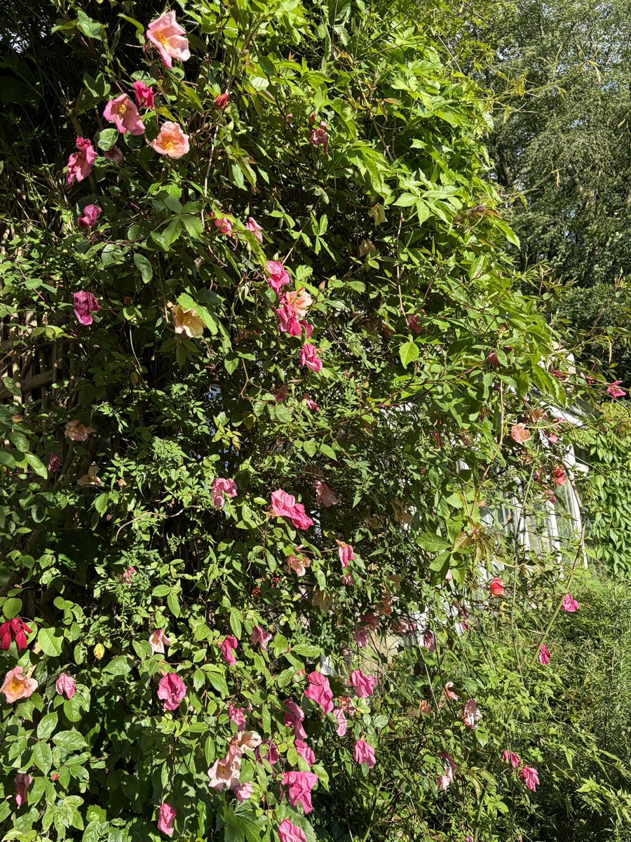 Snowdropman's tweet photo. Rosa x odorata ‘Mutabilis’ looking lovely this evening. #fairviewyearround. https://t.co/uIQiMSyqI7