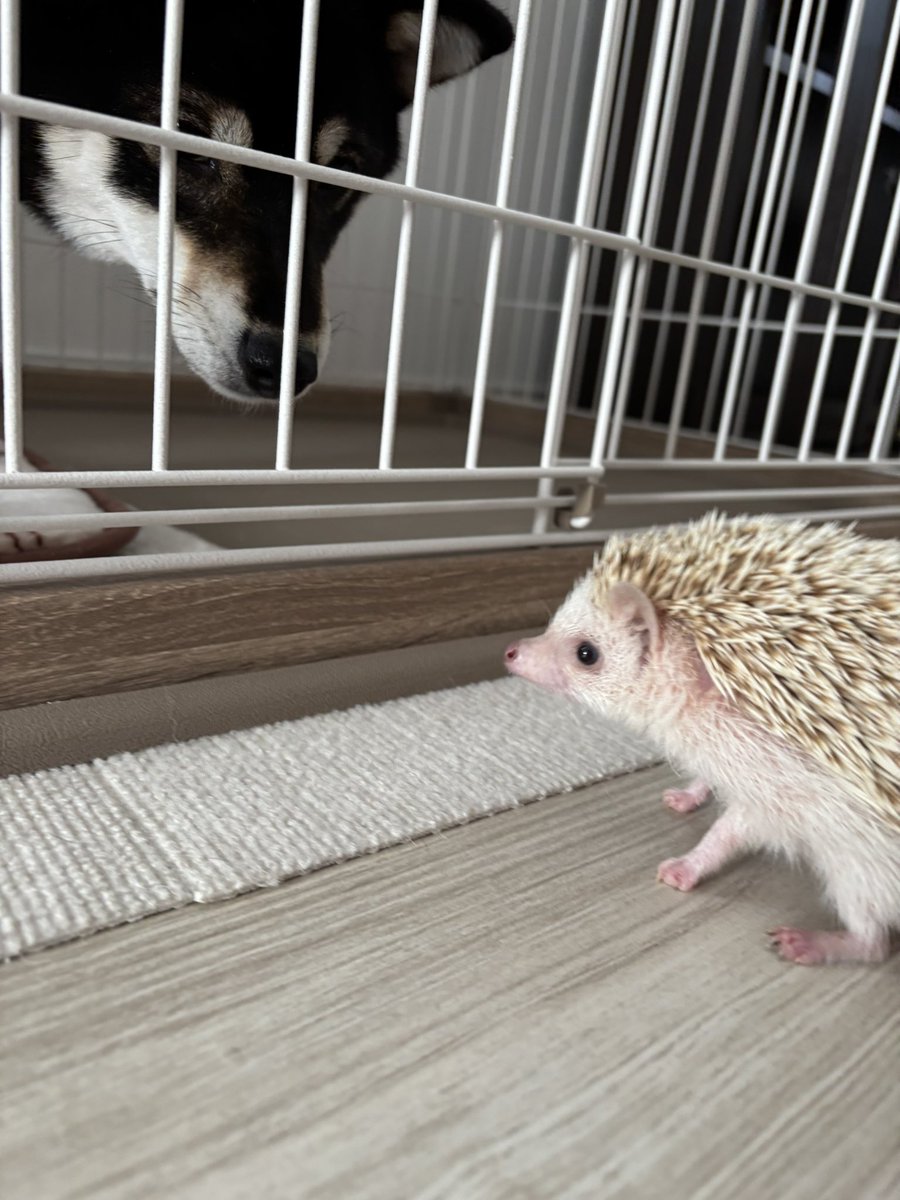 おこげ🦔と琥珀🐾 tweet media