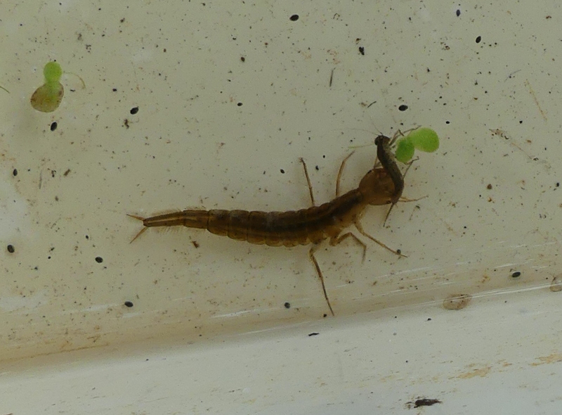 hoggestateserv2's tweet photo. The trouble with studying Great Diving Beetle larvae is their habit of eating your other samples ,like this unfortunate mayfly larva . https://t.co/SgnsIZ5nEB