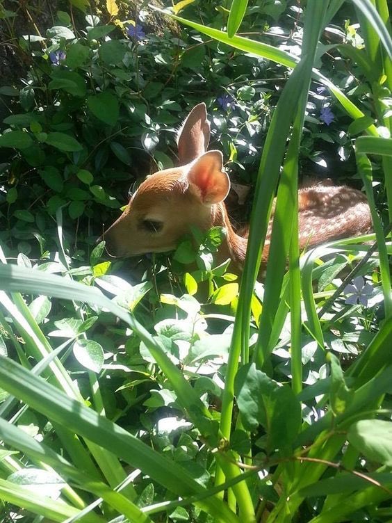 actuallyfauna's tweet photo. ok  im dotn knoe https://t.co/YoMDwC5l1S