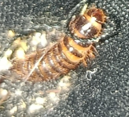 DtmPanda's tweet photo. woke up to a scare, found a insect in my pants, I know TMI but I felt like I need to document this. 

it was this little bugger. 

I will keep a eye on my health in case this is serious and if it's serious then I will need to contact my GP for a medical exam. https://t.co/vcGCZgTDbc