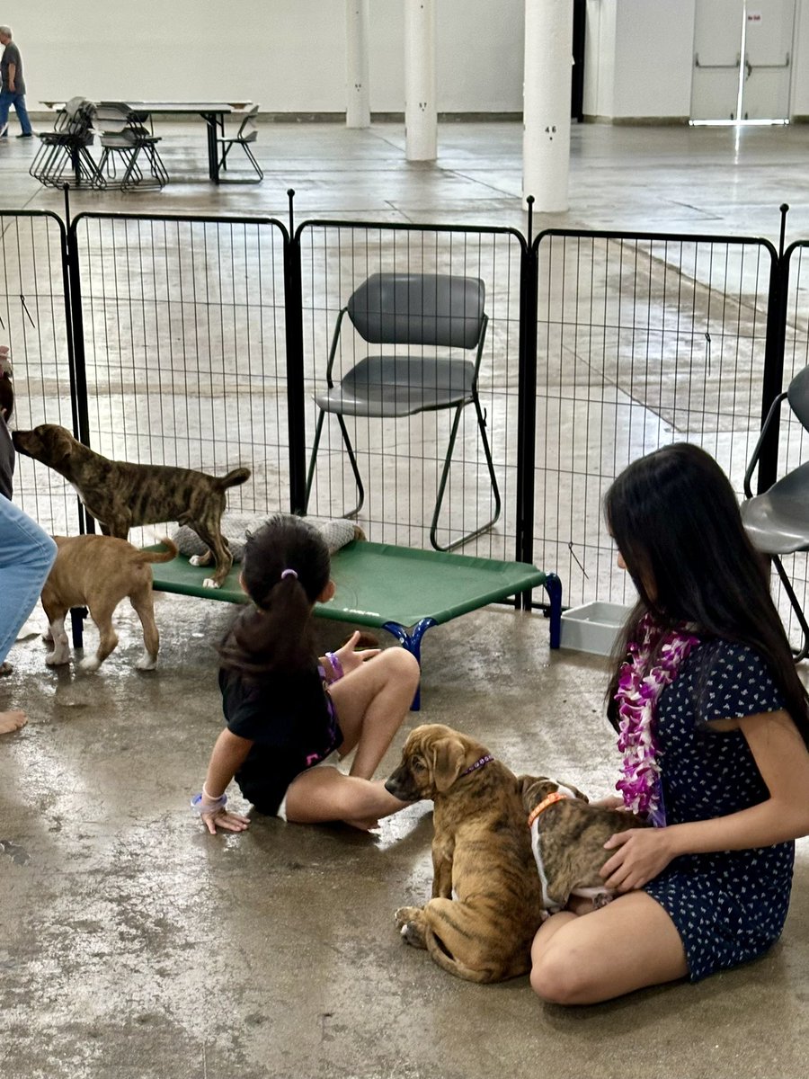 ksedtech's tweet photo. The puppies are here🐾 #KSEdTech https://t.co/hPRCwgyuRV