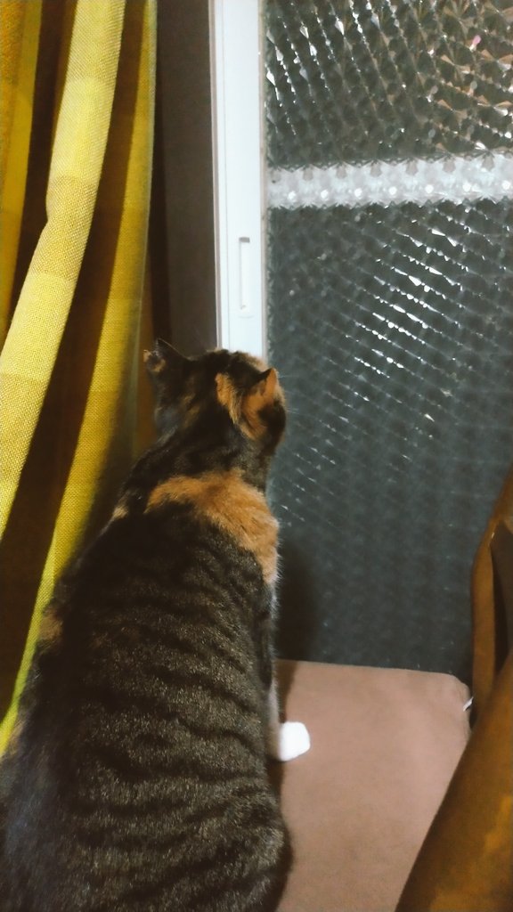 hatch_mahoo's tweet photo. 台風だろうがニャルソックをしたい猫(開けないよ) https://t.co/fP13Myq6dj