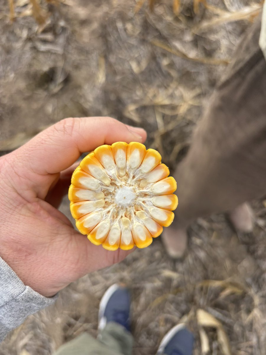 davidschejter's tweet photo. La recorrida por el campo! Maíz de segunda arriba de cebada de 4.300 kg/has y una alfalfa con 2 meses excepcional 🙌
Zona, Delfín Huergo (tosca a los 60 cm) https://t.co/Rozq7HEdSr