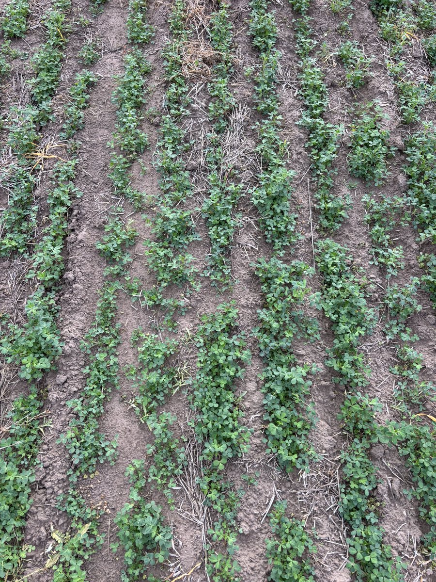 davidschejter's tweet photo. La recorrida por el campo! Maíz de segunda arriba de cebada de 4.300 kg/has y una alfalfa con 2 meses excepcional 🙌
Zona, Delfín Huergo (tosca a los 60 cm) https://t.co/Rozq7HEdSr