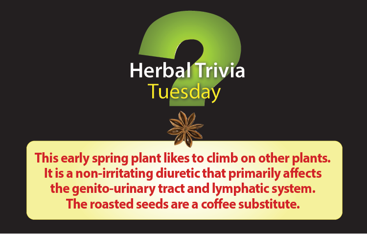 davidwinston's tweet photo. It's Herbal Trivia Tuesday! Post your guess &amp; check back for the answer on Thurs. This early spring plant likes to climb on other plants. It's a non-irritating diuretic that primarily affects the genito-urinary tract &amp; lymphatic system. The roasted seeds are a coffee substitute. https://t.co/6R5tH2bJqy