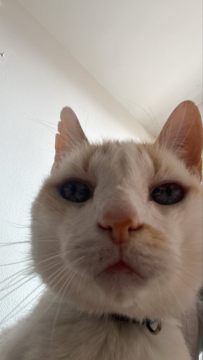 LuzclaOlaya's tweet photo. @CHAYANNEMUSIC Fui yo. Para contarte que mi gato cumple 15 años el 28 de junio, quiero hacerle su quinceañero y que me le cantes tiempo de vals 1, 2, 3, 1, 2,3 https://t.co/P0MfOcQJDy
