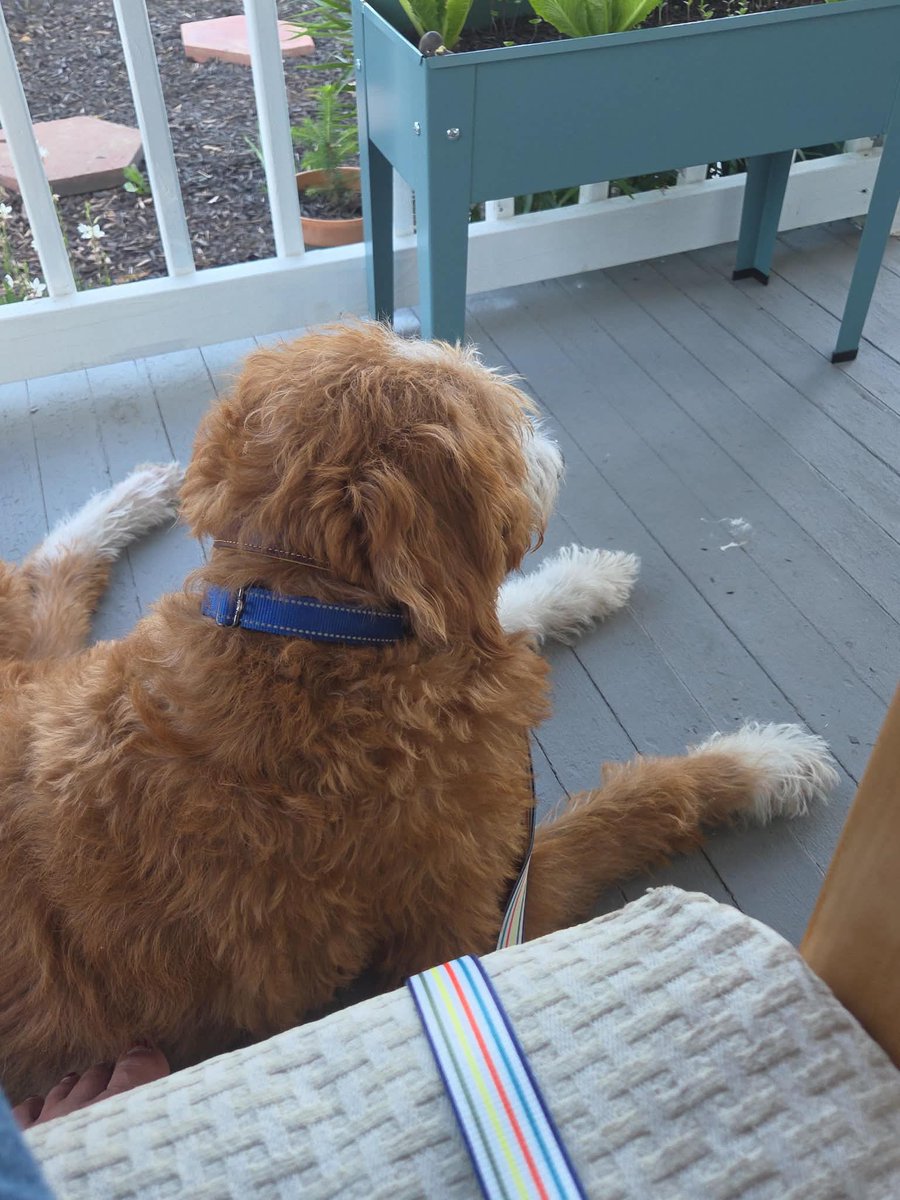 threadbaresuede's tweet photo. my boy Fred 💖 https://t.co/0aKwgW9sGL