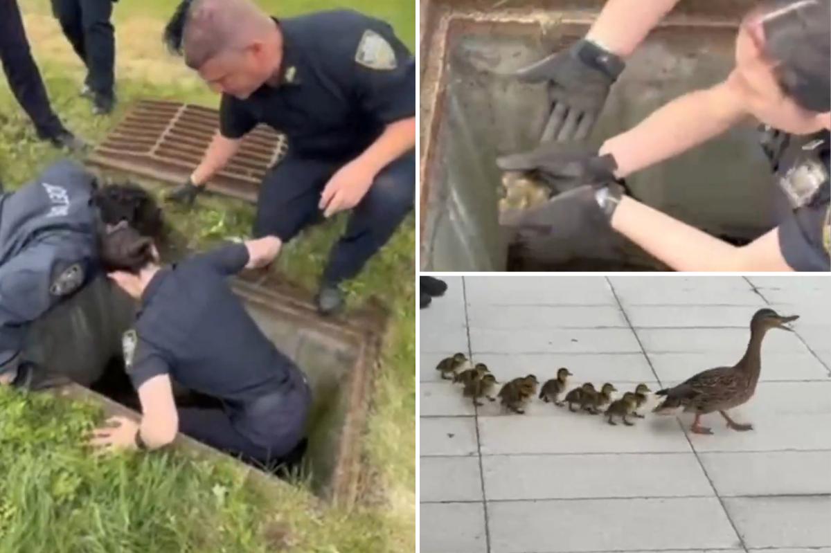 nypost's tweet photo. NYPD cops heroically save 11 ducklings from storm drain in front of frantic mother: video https://t.co/CBY5GP7BS3 https://t.co/bChAgCWHIX