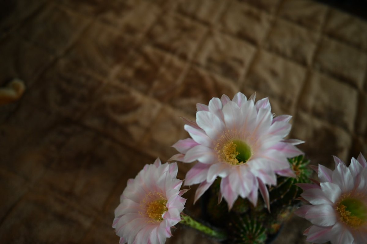 rinrintora's tweet photo. 蕾が開きました
#サボテン 
＃サボテンの花 
#nikonz5 
#八王子 https://t.co/l2kQFi9pry