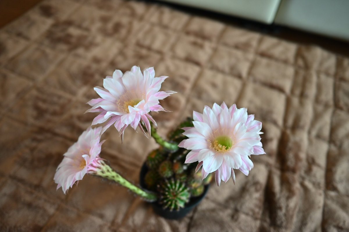 rinrintora's tweet photo. 蕾が開きました
#サボテン 
＃サボテンの花 
#nikonz5 
#八王子 https://t.co/l2kQFi9pry