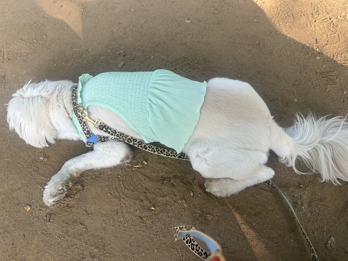 mnsn79's tweet photo. 함께하는 업보. 
이러나 앙데!!! 너 공주옷입혔쟈나!!! 하! https://t.co/MLaWNPNCbX