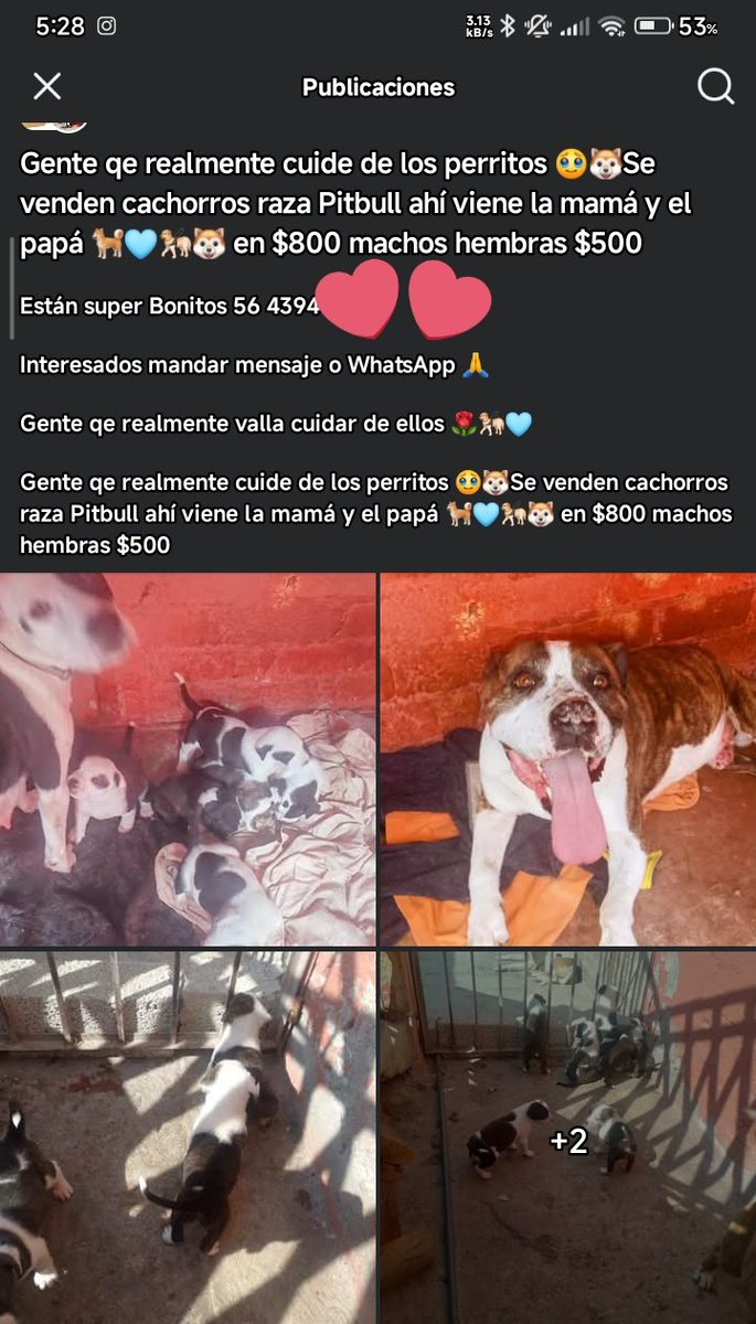 Lizolve20's tweet photo. Me compras uno siiiii?
T recompensó bien 🥺😩😩😩 https://t.co/HWOWeDk2bc