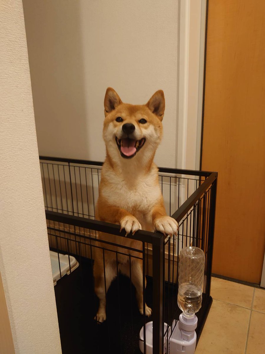 7VeMTNAaZ0B6ko2's tweet photo. 迷い犬探しています。
もし見かけたら教えて欲しいです🙇

水戸市元石川町辺りから逸走して、最後に確認されたのが大場小学校の辺りです。
女の子で首輪はしていません、マイクロチップ登録はされています。 https://t.co/S7LEqMyRSU