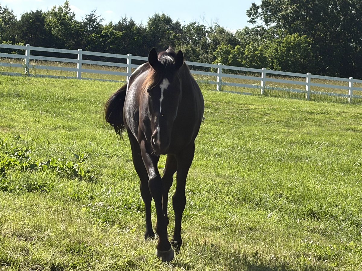mshawb's tweet photo. Nice to have the girls back from their six month Kentucky vacation. Stay Fabulous is in foal to @spendthriftfarm 2020 Horse Of The Year Authentic and Espiridion is in foal to Grade 1 winner Arabian Lion.  🤞 https://t.co/BmWZFkJS0g