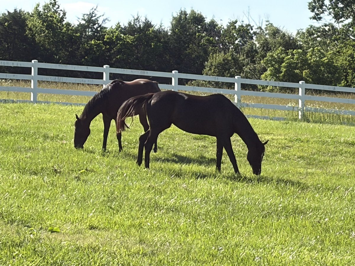mshawb's tweet photo. Nice to have the girls back from their six month Kentucky vacation. Stay Fabulous is in foal to @spendthriftfarm 2020 Horse Of The Year Authentic and Espiridion is in foal to Grade 1 winner Arabian Lion.  🤞 https://t.co/BmWZFkJS0g