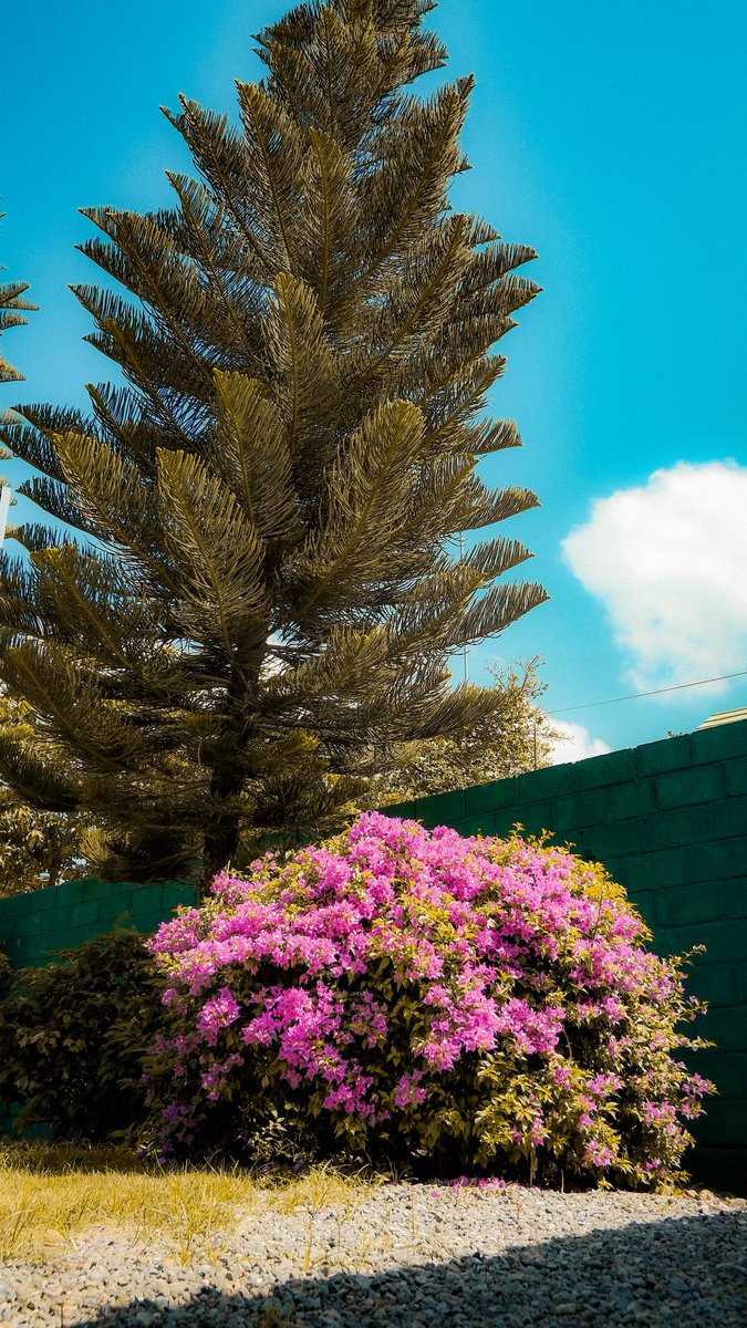 toohsi25's tweet photo. A splash of color in a world that can feel too gray.

Fujifilm X-M5 https://t.co/90E3LZQRah
