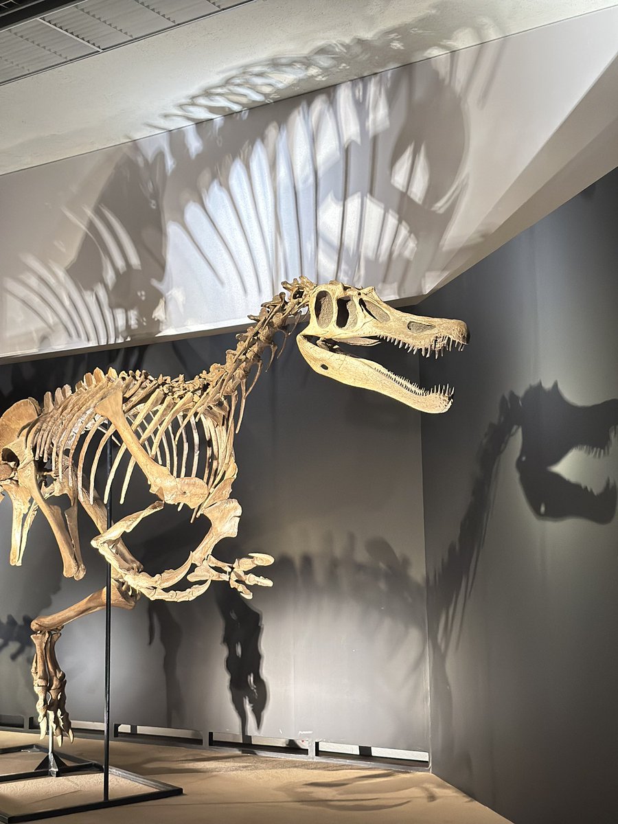 FukuiDinosaurs's tweet photo. \\福岡市博物館で開催中//

大恐竜展
〜「フクイ」から探る獣脚類の進化〜
当館所蔵の貴重な全身骨格標本と、全長15mのスピノサウルスロボットが圧巻の特別展です。

九州地方にお住まいのみなさま
この機会に、ぜひご覧ください🦖

6/28（日）まで❗️ https://t.co/AY8MmOTv7F
