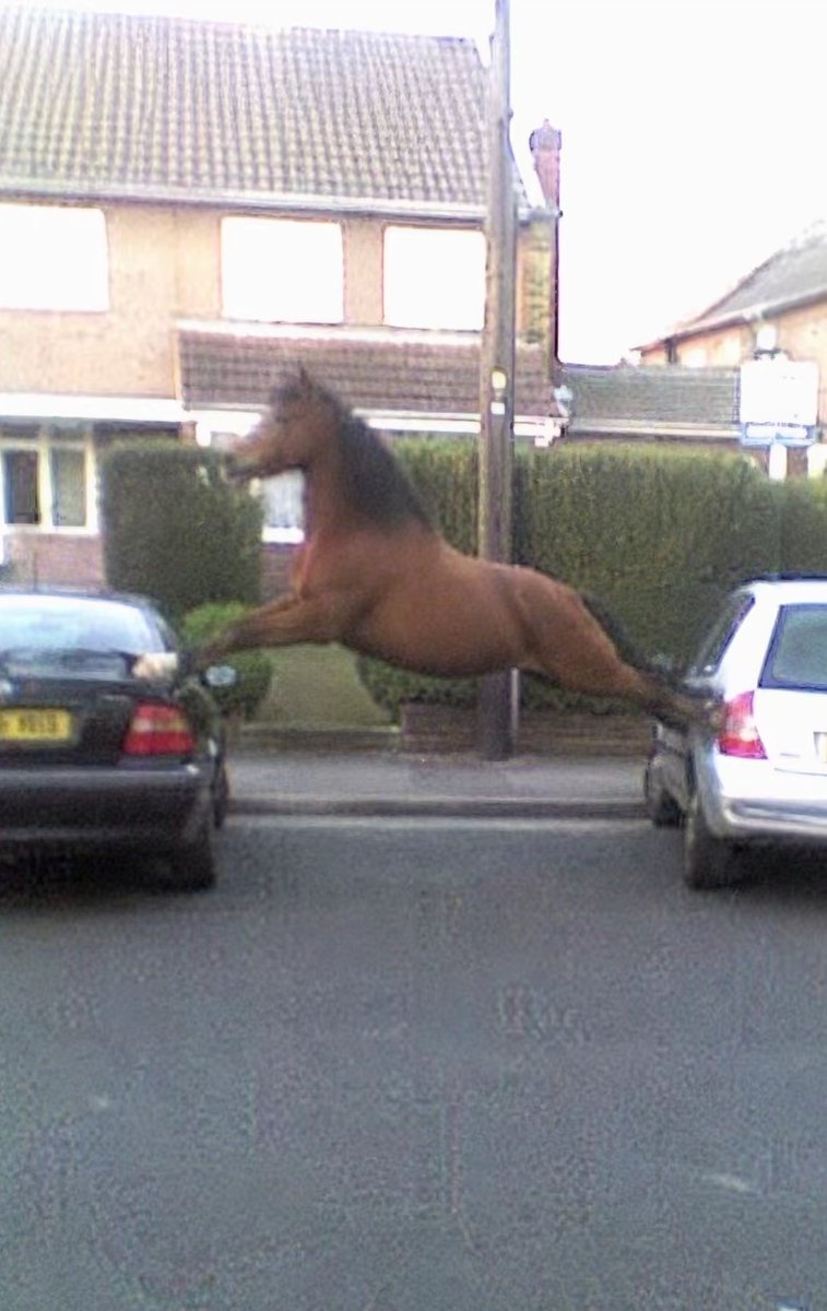 Horseincrisis_'s tweet photo. closely monitoring the situation https://t.co/YiE5C17HlN