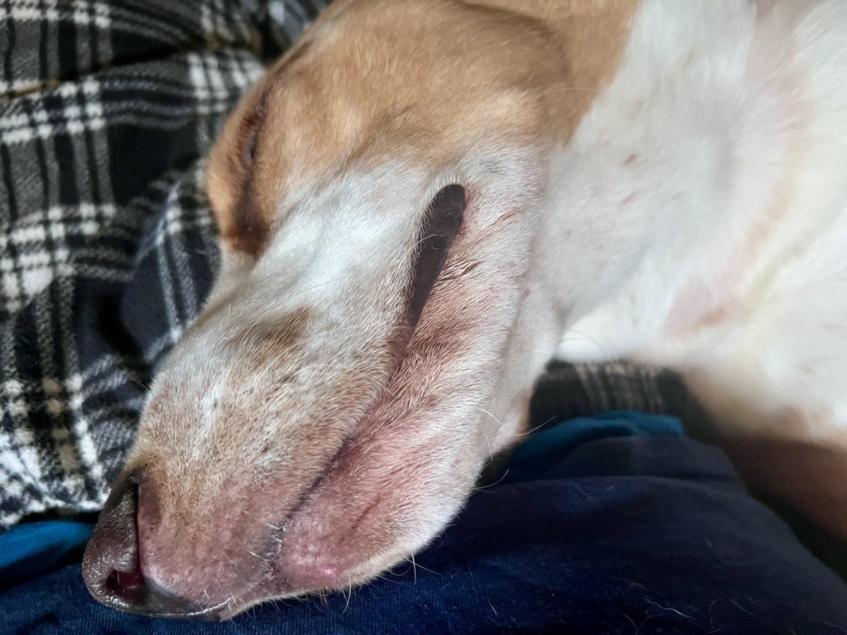 sixtaters's tweet photo. Well this movie put Scrappy to sleep, after the popcorn 🍿 was eaten, guess it’s just me now. 🐾
#bassethound https://t.co/ZaiXCotJ6H
