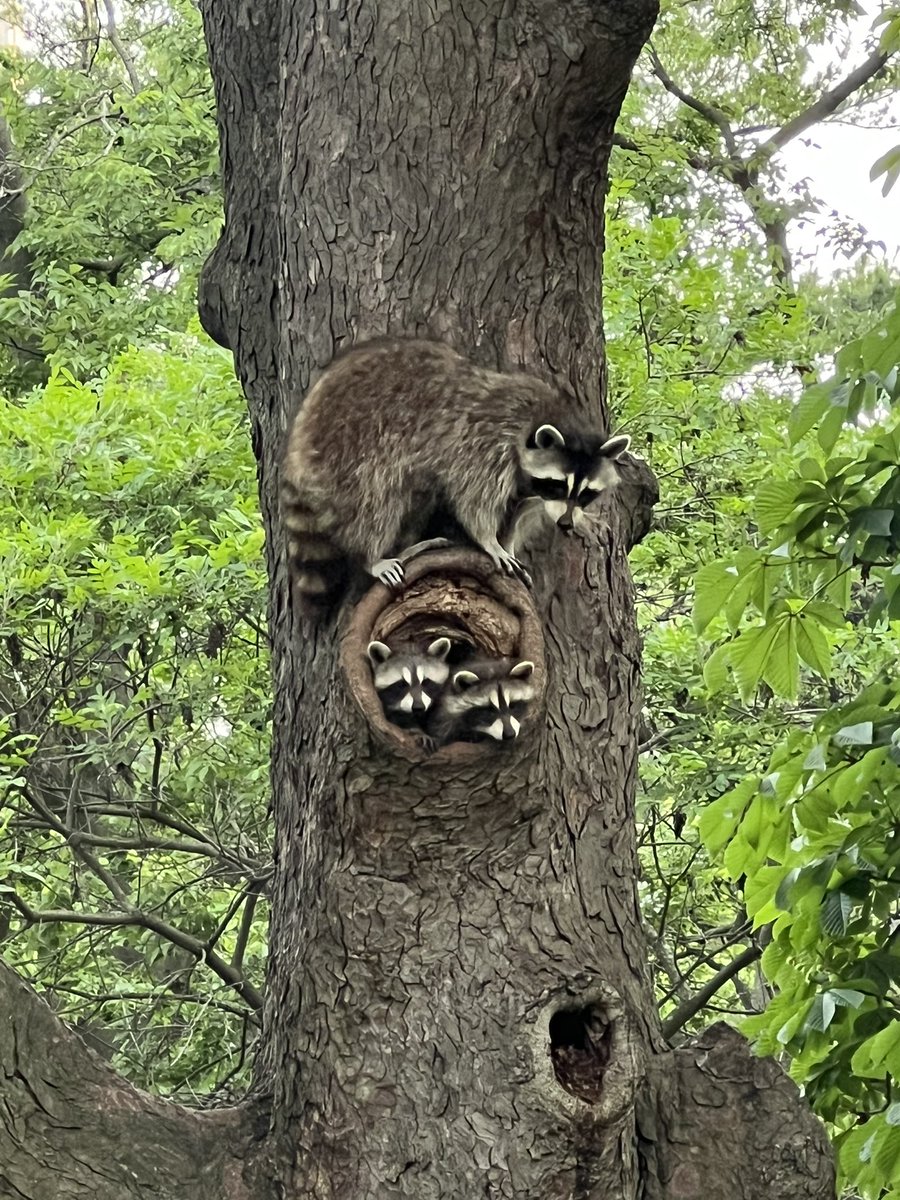 stardewy_'s tweet photo. can’t believe i just witnessed this in central park https://t.co/1fexWicrJB