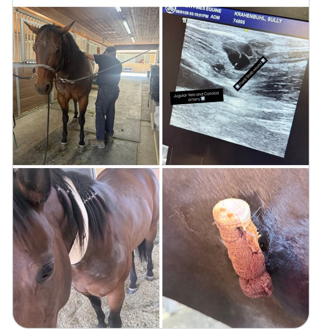 Diegoranchinc's tweet photo. UPDATE ON ONE OF THE STABBED HORSES....Sully is getting checked by Dr. Rodriguez everyday this week to make sure the healing process is going well. Seeing the ultrasound on his jugular and how close the stab wound was is horrifying. This would have been fatal, however I think God was on his side that night. Every other puncture was severely close to his major joints which would have been career ending, one even being 1/2” from his cervical spine. He is extremely lucky, the healing process is going to take some time, probably more than 2 months until I can even ride him. 

We will be doing a lot of hand walking and rehab the next couple of weeks to make sure everything keeps moving. In the meantime he gets to “TRY” and enjoy a break, he loves his job more than anything. I told him I would make it up to him when he is a little bit more healed up- that I will take him to Utah where he can spend the summer in a pasture. 

Although I might not respond to everyone’s messages, I promise that I see them all 💗