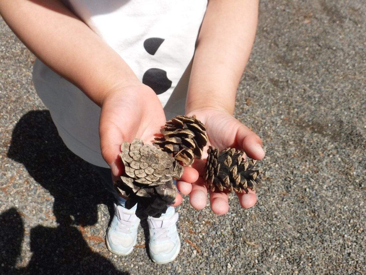 azuminohoiku's tweet photo. 【さんぽにでかけて、色んな宝物を見つけたよ！】（南穂高認定こども園）
神社へ散歩にでかけ、様々な自然物を見つけました。
「まつぼっくりみつけた！」「ちいさいまつぼっくりもあったよ」

続きはこちら
https://t.co/BxvN3r7cwK

＃あづみの自然保育　＃子育て　＃安曇野市 https://t.co/vKK7DYOp00