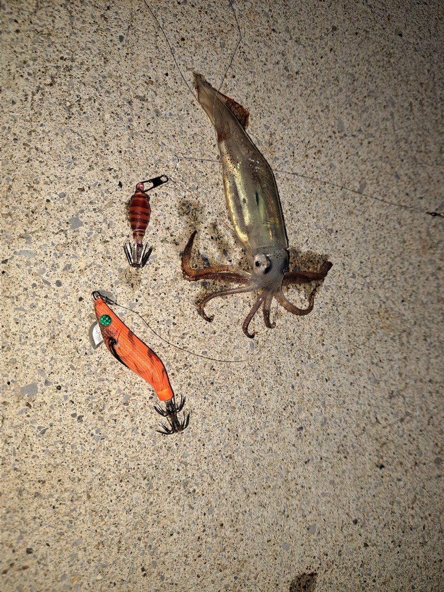 flatfish_squid's tweet photo. 仕事も忙しいのがひと段落
なので久々にイカ活をしに🦑
最初は小マイカ😅
ヤリ1追加して移動先は2バラシ🥲
3カ所目にクロさん居て
ラッシュあって釣れてたみたい😱
そこで2つまた移動して4つ追加で
終了です😅
眠くて仕事キツイ😰 https://t.co/Zcjxt2vuC9