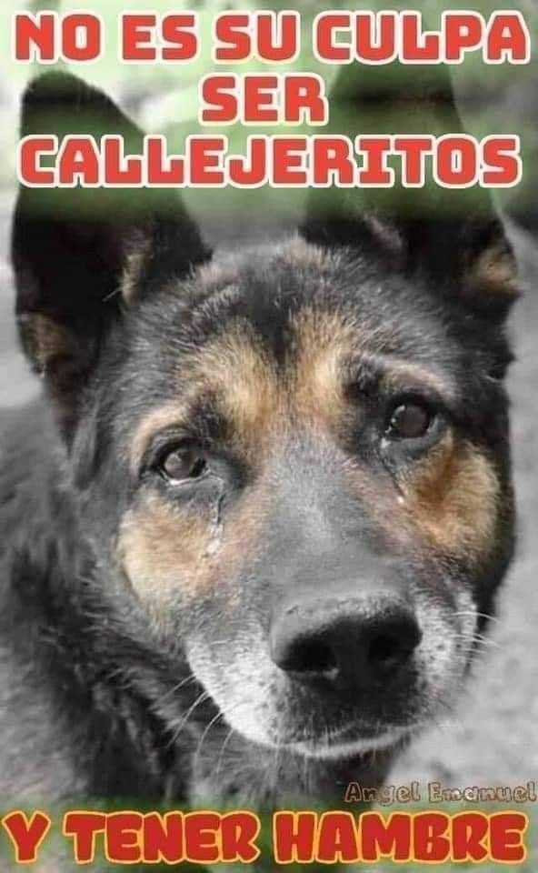 Mary_Jar's tweet photo. Ayuda en lo que puedas a un peludito en situación de calle... 

Te lo pido por amor a Dios! 🥺🆘🤍 https://t.co/qdGQ5FEmlP