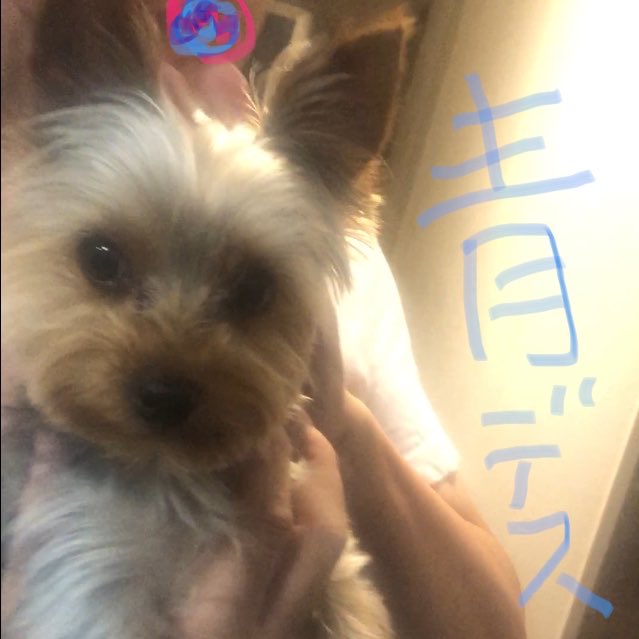 yonkomap's tweet photo. あめだからおさんぽなし！☔️
ま とくにざんねんでもないけどね👢

※最近歩きたがらない、座り込む、家に帰りたがる、道の好き嫌いがある、、、

青の好きな道まで抱っこで行ってから下ろす
車や自転車、人や犬に吠えるし、、
なんなん❓
対処法はあるでしょうか

おうちではおおむねいい子 https://t.co/GKm24uzT4J