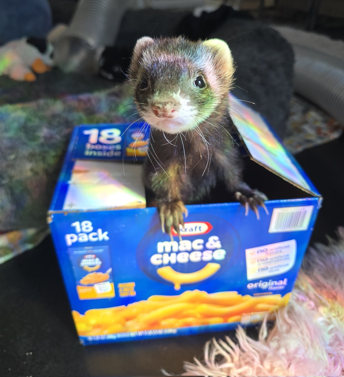 FerretPosting's tweet photo. So cheesed to see you https://t.co/jlILiCY0FX