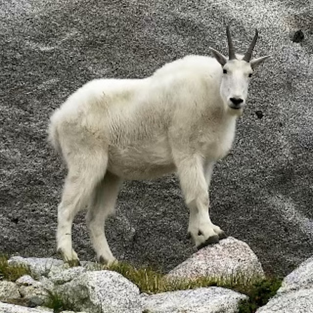XMountain's tweet photo. @Callme_deerexx The goat guy https://t.co/jj84nHLKlM
