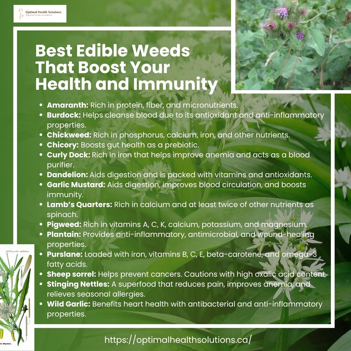 opt_solutions_'s tweet photo. Now it is the best time to eat weeds, they are abundant, nutritious and free! It is time to turn your lawn to a garden. 💜🍀🧚‍♂️☘️
#nutrition https://t.co/8WDYq82Pd2