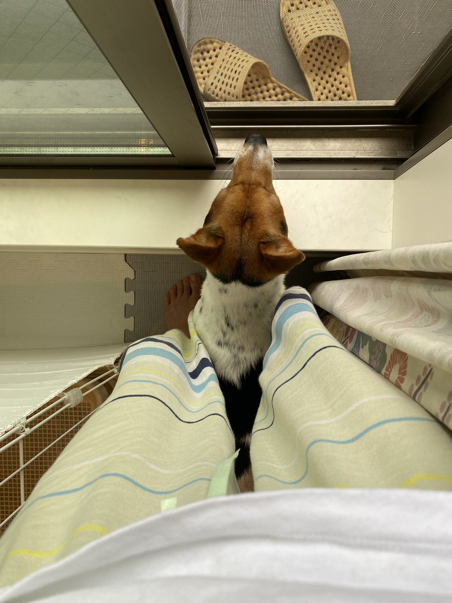 JRT55476930's tweet photo. ベランダを開けると飛んできて足のすきまから外をのぞきにくるDOG

#ジャックラッセルテリア https://t.co/9BQ8SB5Ne8