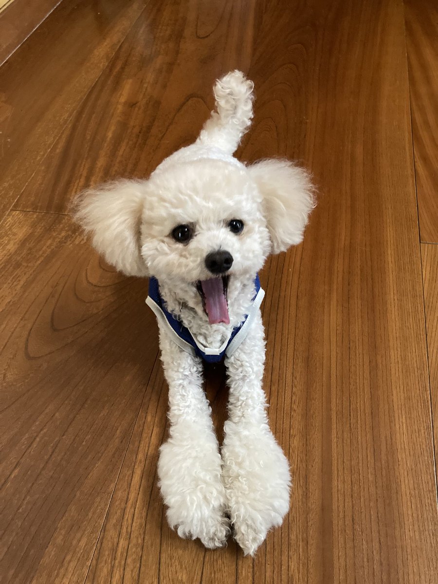 MILKBANG's tweet photo. おは福茶々銀次‼️ https://t.co/SlAD5wcQkn