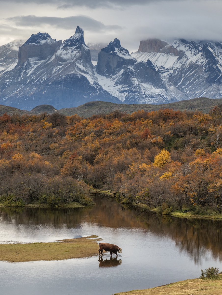 tdhalleine's tweet photo. Caminar por Torres del Paine en pleno otoño y ver esto. #Chile 🍂 https://t.co/8ODkJFi8K6