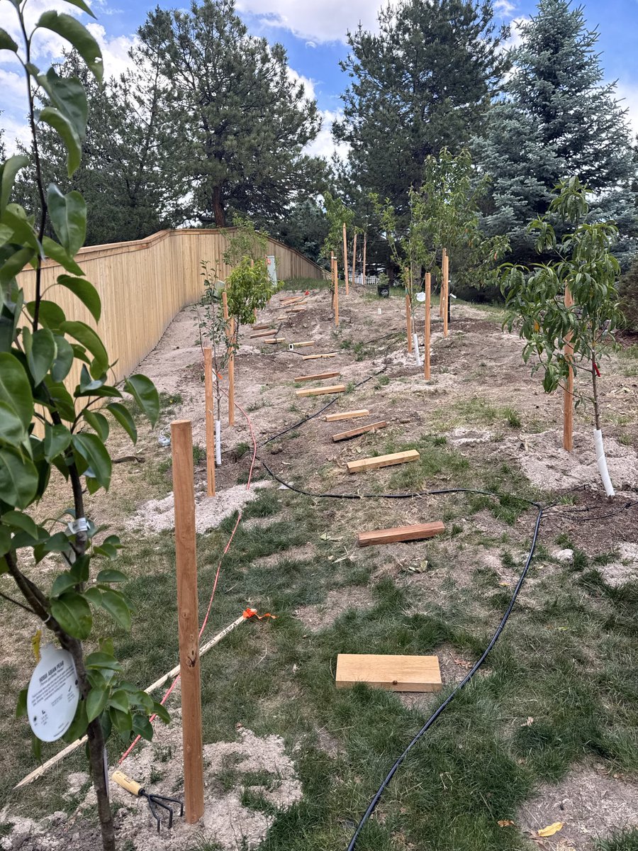 JoeKania3's tweet photo. Day 278 of training for Veteran’s Worlds with @BuFuApp: Rest day today. Relaxing, staked these last three trees. Going to put a path up here. I am wrestling Monday, Wednesday and Thursday this week. Will lift Friday and Saturday. Tried drinking coffee before practice last night and wrestled better but slept poorly. Maybe shouldn’t drink coffee at 6pm. Face is all banged up. Doing a better job leading with my head and keeping my hands down. It’s been about 5 weeks from the US Open. I am much better. I can’t see that I’m getting better week to week, but I can if I zoom out.