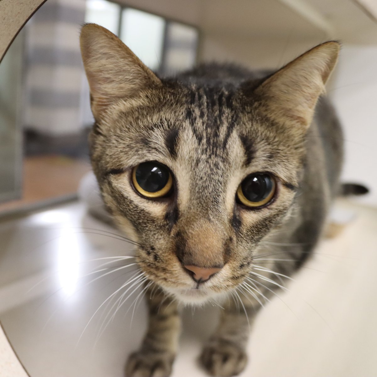 HoustonSPCA's tweet photo. 🐱 June is Adopt a Shelter Cat Month 🐾 Would you give a sweet face like this a loving forever home? 💛

So many amazing cats are waiting for their second chance—and yours might be just a click away.

View adoptable pets: https://t.co/ubK97rWIPa

#HoustonSPCA #AdoptDontShop https://t.co/xFaFjIuPiI