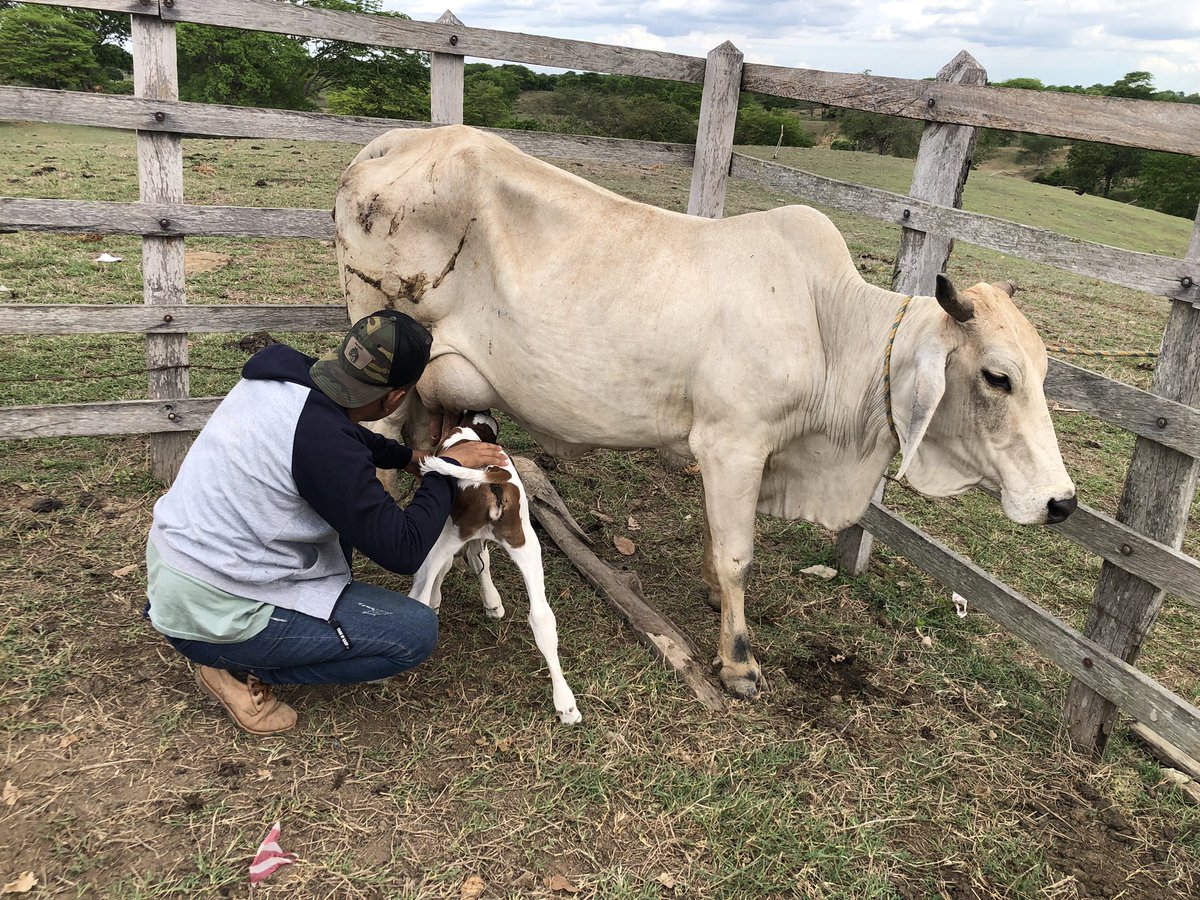 FarithTulio's tweet photo. #DiaDelCampesino 
Si el campo no produce, la ciudad no come. 🐮 🧑🏿‍🌾 https://t.co/bUhMOCBW3D