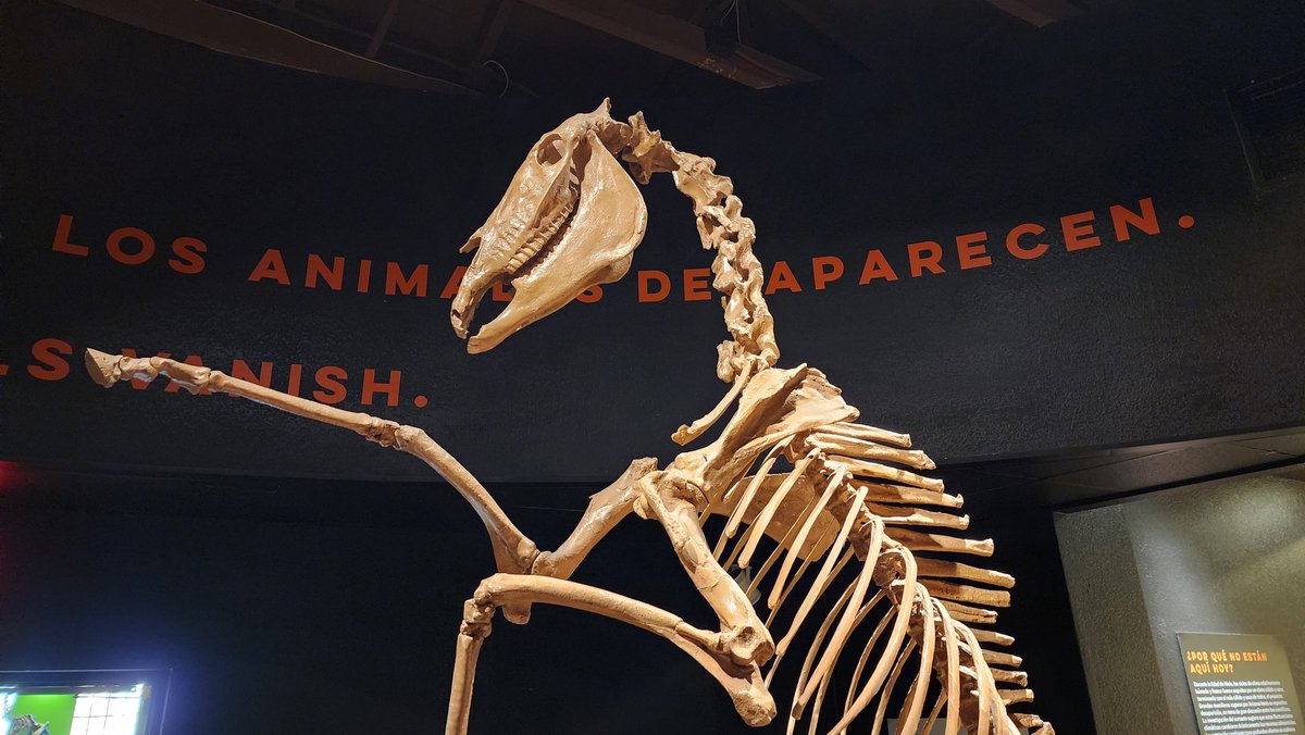 AZMNH's tweet photo. Mammal Hall at AZMNH has three amazing animals on display, all of which lived here in Arizona. Did humans interact with these animals or were they extinct before they arrived here? Why aren't these animals here today? https://t.co/4Oug1Ap0Qt